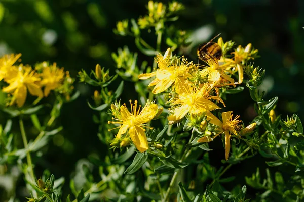 John Wort Sarı Çiçekleri Üzerine Bumblebee Hypericum Perforatum Hypericum Cinsi — Stok fotoğraf