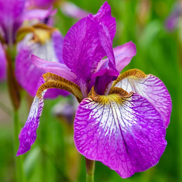 Sibiřské Iris Květy Iris Sibirica Zeleném Pozadí Zahradě — Stock fotografie