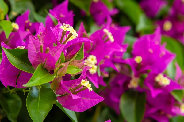 Bougainvillea Florescente Flores Buganvília Roxas — Fotografia de Stock