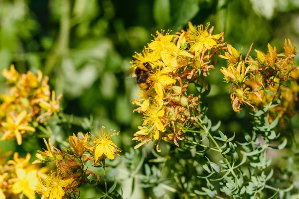 Bumblebee Gula Blommor Johannesört Hypericum Perforatum Även Känd Som Johannesört — Stockfoto