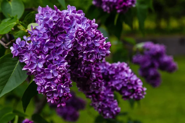 Lilas Fleurs Syringa Dans Jardin Belles Fleurs Lilas Violet Sur — Photo