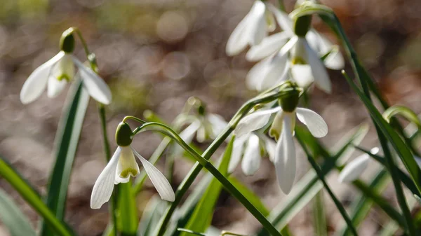 Gotas Nieve Flores Comunes Galanthus Nivalis Jardín — Foto de Stock