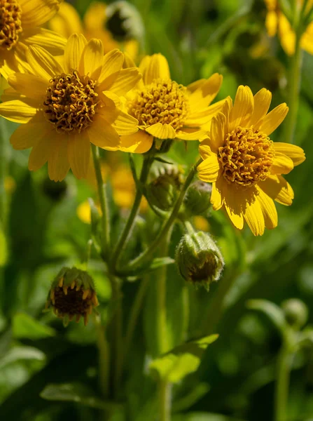 Arnica Zioło Ogrodzie Żółte Kwiaty Arnica Foliosa Rośliny Lecznicze Ogrodzie — Zdjęcie stockowe