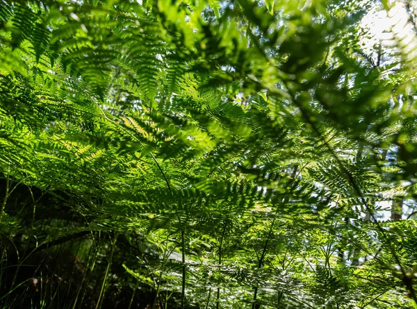 Fond Tropical Vert Avec Des Plantes Jungle Contexte Des Feuilles — Photo