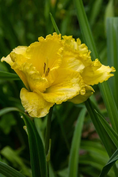 庭の開花日 夏の庭でヘメロカリを開花 日の出の美しい花 — ストック写真