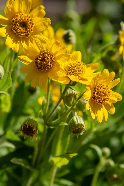 Arnica Zioło Ogrodzie Żółte Kwiaty Arnica Foliosa Rośliny Lecznicze Ogrodzie — Zdjęcie stockowe