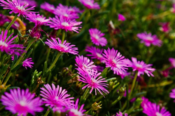 Carpobrotus Edulis Rózsaszín Virág Jég Növény Gyönyörű Lila Vagy Rózsaszín — Stock Fotó