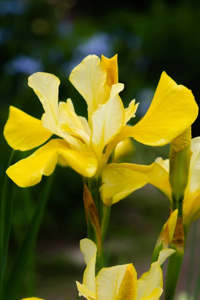 Flores Íris Siberiana Íris Sibirica Fundo Verde Jardim — Fotografia de Stock