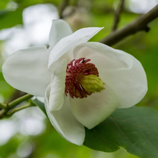 Flower Magnolia Garden Exotic Plants Garden — Stock Photo, Image