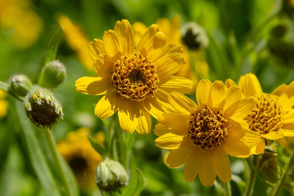 Arnica Foliosa Jardín Flores Amarillas Arnica Foliosa Plantas Medicinales Jardín — Foto de Stock