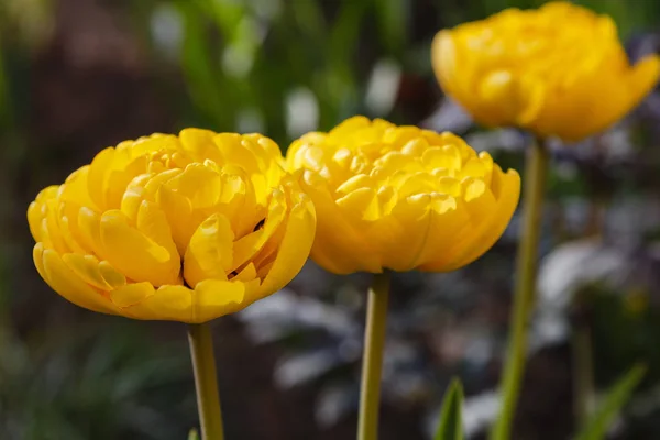Hermosos Tulipanes Jardín Primavera Cultivo Plantas Bulbosas — Foto de Stock