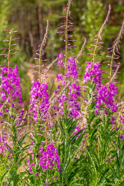 Purpurové Květiny Rosebay Willokam Epilobium Angustifolium Francouzská Vrba Ivan Čaj — Stock fotografie