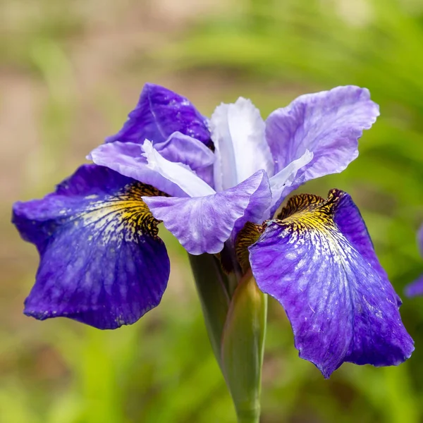 Sibirya Iris Çiçekleri Iris Sibirica Bahçede Yeşil Bir Arka Plan — Stok fotoğraf