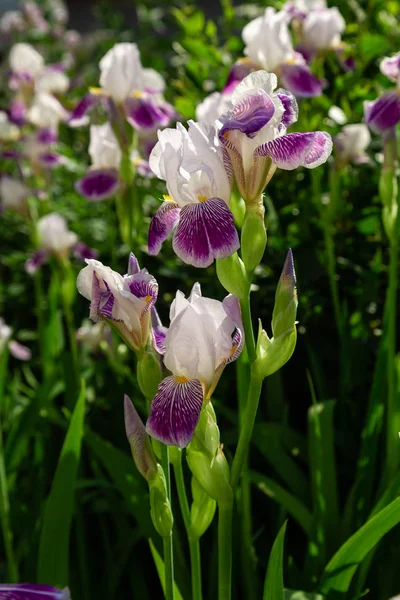 Xiphium Dans Jardin Été Xiphium Est Une Plante Bulbeuse Vivace — Photo