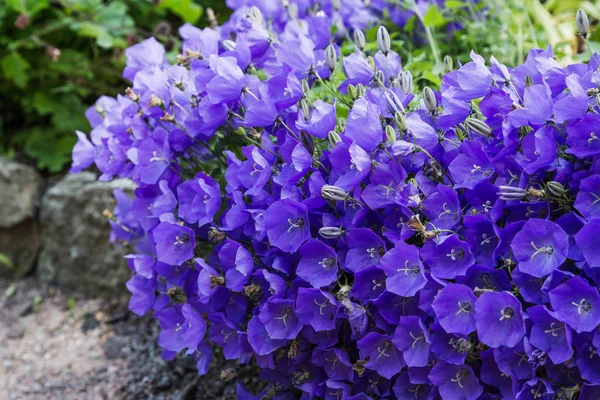 Campanula Patula Oder Glockenblume Ist Eine Pflanzenart Der Gattung Campanula — Stockfoto