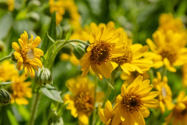 Arnica Foliosa Jardim Flores Amarelas Arnica Foliosa Plantas Medicinais Jardim — Fotografia de Stock