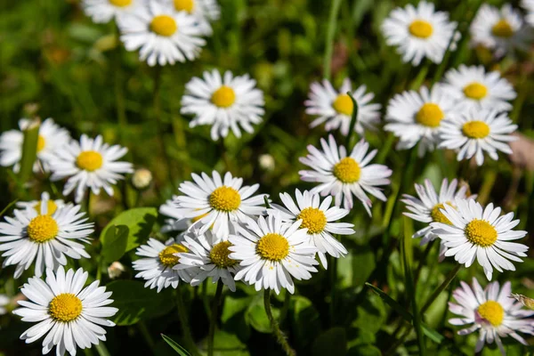 Bahçedeki beyaz papatyalar