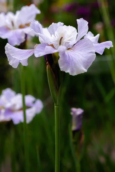 Сибирские Цветы Радужной Оболочки Iris Sibirica Зеленом Фоне Саду — стоковое фото