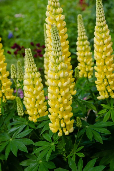 Kwiaty Lupin Rodzaj Lupinus Ogrodzie Letnim — Zdjęcie stockowe