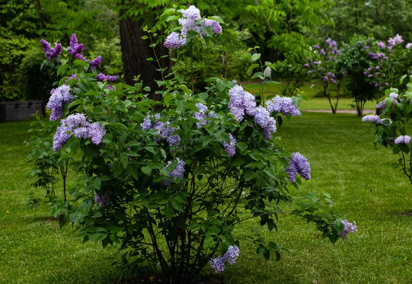 Цветущая Сирень Syringa Саду Красивые Фиолетовые Сиреневые Цветы Естественном Фоне — стоковое фото