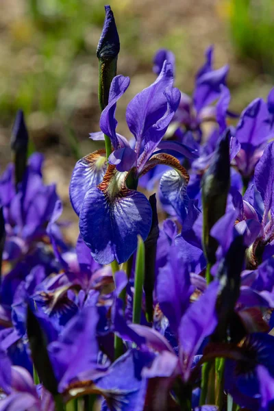 Yaz Bahçesinde Xiphium Xiphium Çok Yıllık Soğanlı Bitkidir — Stok fotoğraf