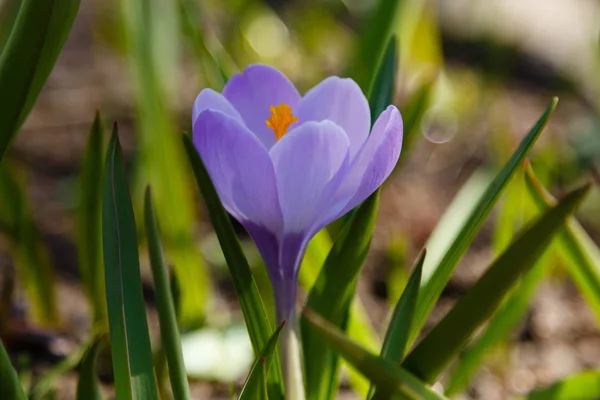 Crocus Plural Krokusar Ett Släkte Familjen Irisväxter Ett Gäng Krokusar — Stockfoto