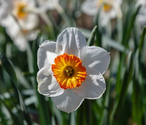 Цветы Нарцисса Narcissus Hyhech Весеннем Саду — стоковое фото