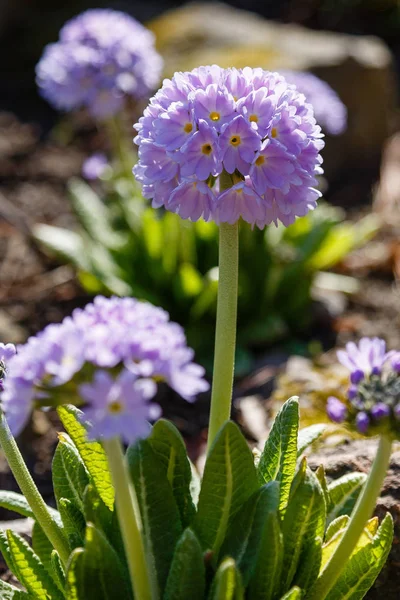 Primula Auktor Alpine Hill Primroses Vårträdgården — Stockfoto