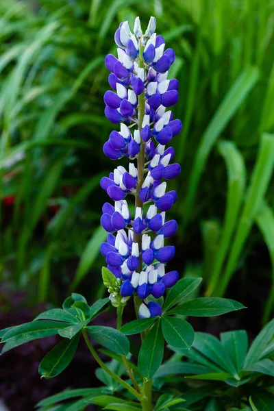 Fleurs Lupin Genre Lupinus Dans Jardin Été — Photo