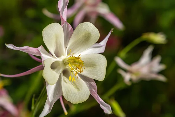정원에서 Aquilegia Coerulea Naturfal 배경에 Aquilegia의 꽃입니다 — 스톡 사진