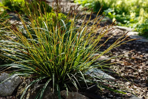 Carex Morrowii Nel Giardino Primaverile — Foto Stock