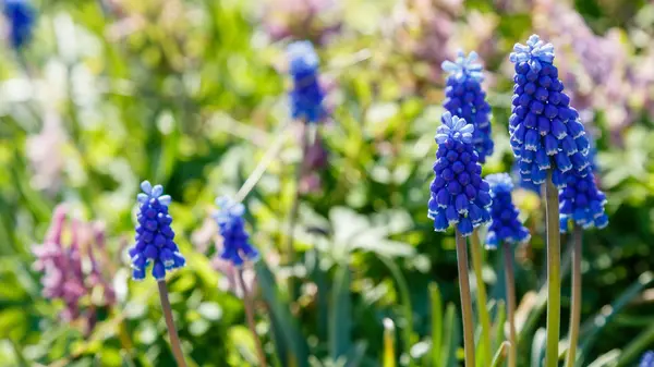 Muscari Flores Muscari Armeniacum Uva Hyacinths Flores Primavera Florescendo Abril — Fotografia de Stock