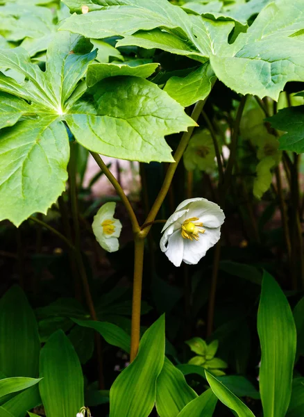 Mayapple çiçekleri veya bahçede Podophyllum peltatum. Tıbbi otsu çok yıllık bitki, Barberry ailesinin Podophyllum (Podophyllum) bir tür (Berberidaceae)