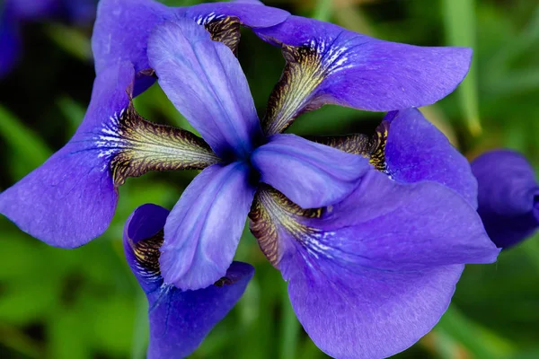 Bunga Iris Siberia Iris Sibirica Dengan Latar Belakang Hijau Kebun — Stok Foto