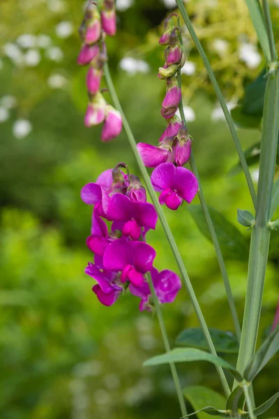 Fleurs Lathyrus Dans Jardin Été — Photo