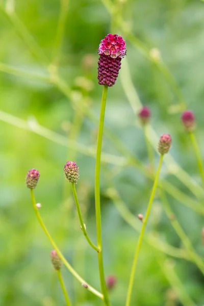 Sanguisorba Officinalis Den Stora Burnet Växt Familjen Rosväxter Underfamiljen Rosoideae — Stockfoto