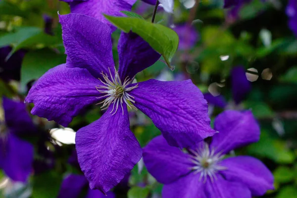 Blüht Mehrjährige Reben Der Clematis Garten Wachsende Clematis Blühende Klematis — Stockfoto