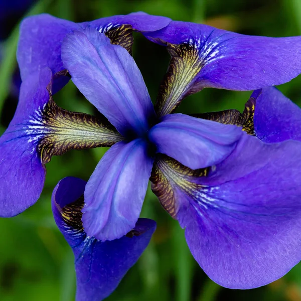Flores Iris Siberianas Iris Sibirica Sobre Fondo Verde Jardín —  Fotos de Stock