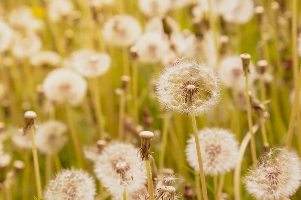 Natur Bakgrund Med Maskrosor — Stockfoto