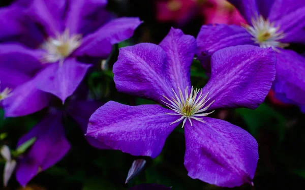 Blüht Mehrjährige Reben Der Clematis Garten Wachsende Clematis Blühende Klematis — Stockfoto