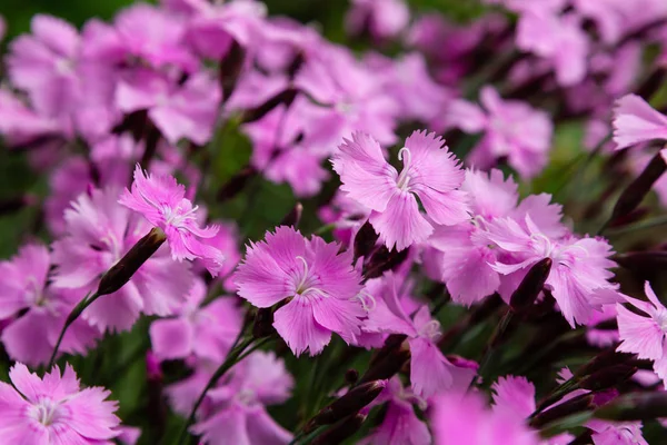 Dianthus Plumarius Летнем Саду Цветущий Сорт Розовый Dianthus Plumarius Саду — стоковое фото