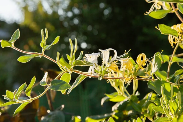 Flores Brancas Madressilva Lonicera Japonica Caprifolium Perfoliate Cobertura Solo Dourada — Fotografia de Stock