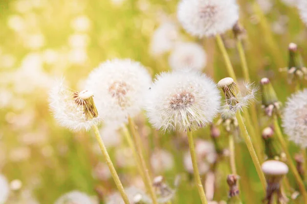 Nature Background Dandelions — Stock Photo, Image