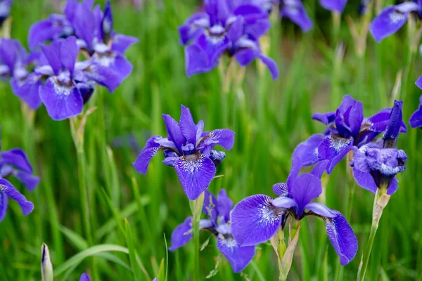 Syberyjskie Kwiaty Tęczówki Iris Sibirica Zielonym Tle Ogrodzie — Zdjęcie stockowe