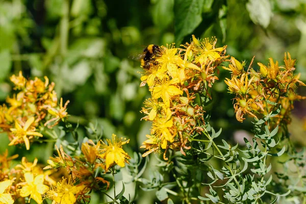 Bumblebee on yellow flowers of St. John\'s wort. Hypericum perforatum, also known as St John\'s wort, is a flowering plant species of the genus Hypericum and a medicinal herb