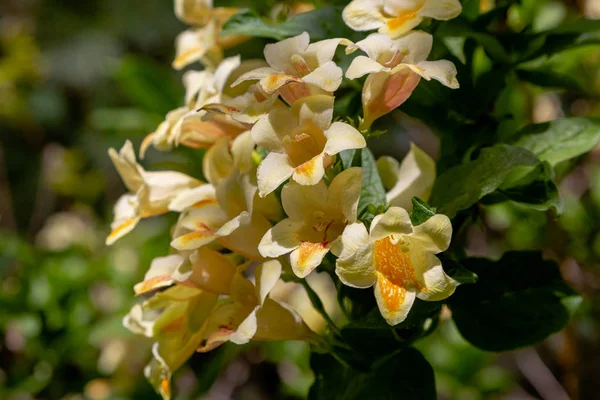 Flowers Weigela Florida Blooming Weigela Weigela Florida Spring Garden Sunny — Stock Photo, Image