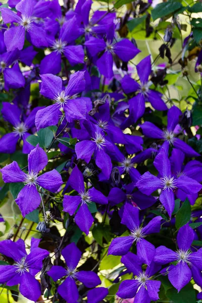 庭のクレマチスの花多年生のブドウ クレマチスが増えてる 開花クレマチス — ストック写真