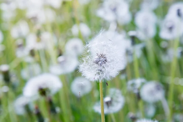 Nature Background Dandelions — Stock Photo, Image