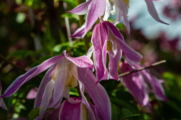 春の庭のクレマチス マクロペタラ 庭のクレマチスの花 — ストック写真