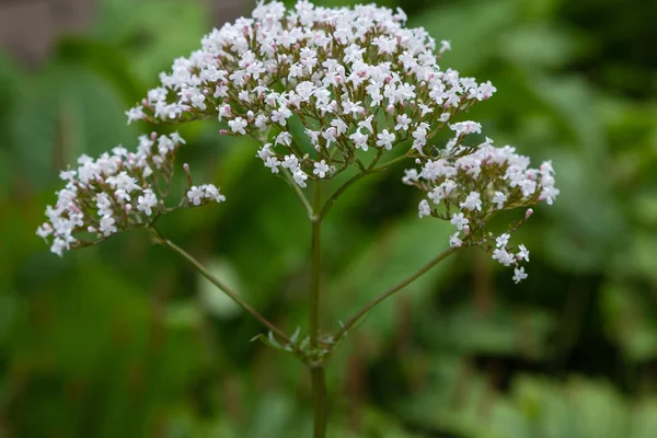 Valeriana Officinalis Garden Flowers Valeriana Officinalis Cultivation Medicinal Plants Garden — Stock Photo, Image